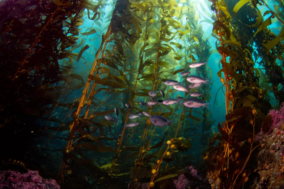 Kelp and seawater representing the marine environment in which ocean alkalinity enhancement may be deployed
